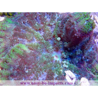 Stichodactyla tapetum WYSIWYG 29052020-6