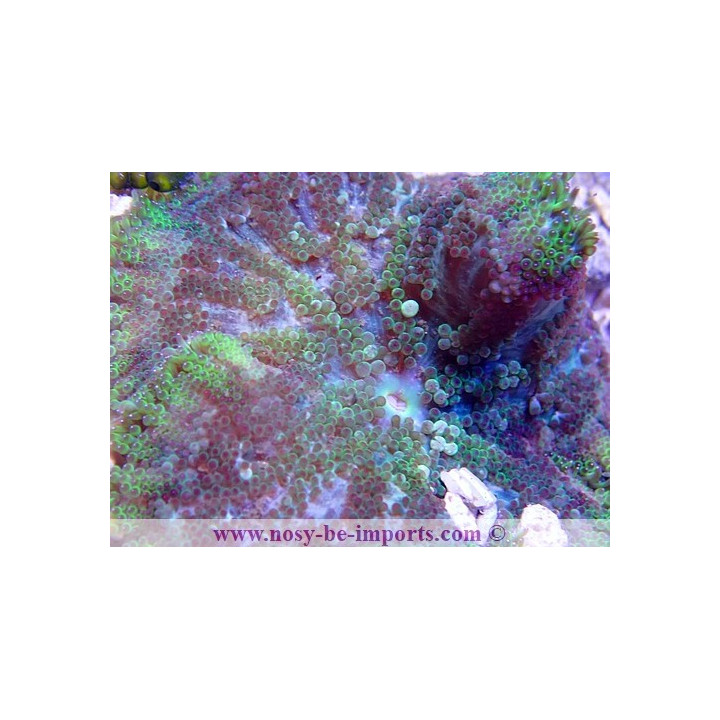 Stichodactyla tapetum WYSIWYG 29052020-6