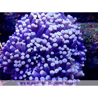 Euphyllia glabrescens XL WYSIWYG 29052020-7