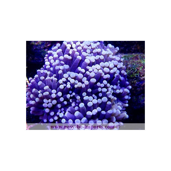 Euphyllia glabrescens XL WYSIWYG 29052020-7