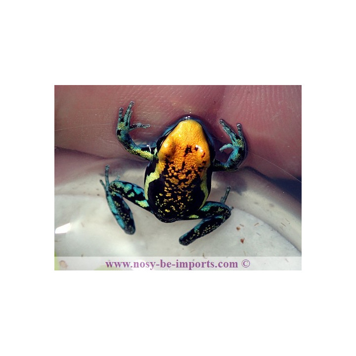 Ameerega pepperi tête orange