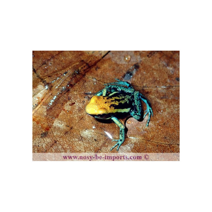 Ameerega pepperi tête orange