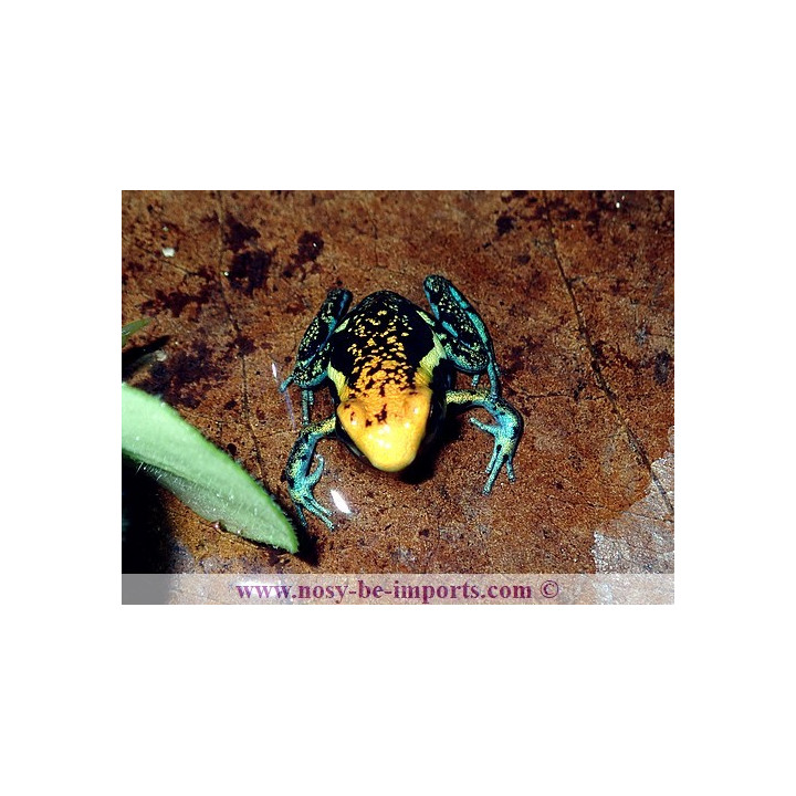 Ameerega pepperi tête orange