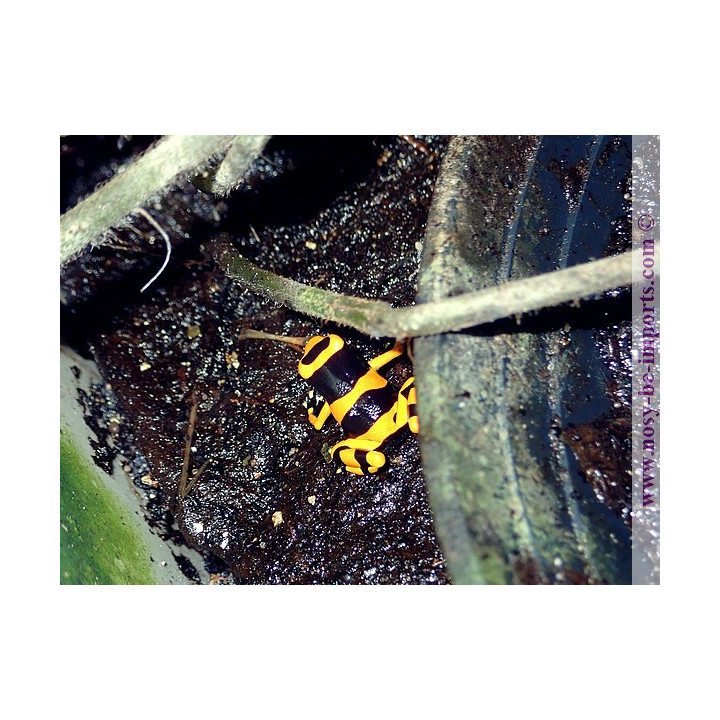 Dendrobates leucomelas