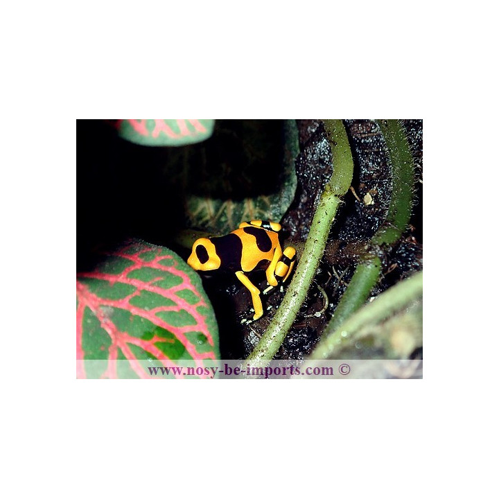 Dendrobates leucomelas