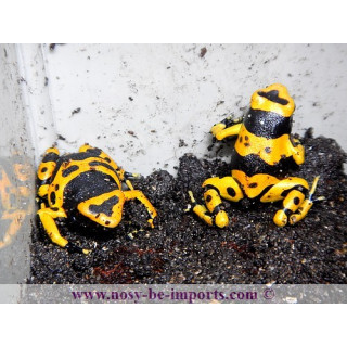 Dendrobates leucomelas