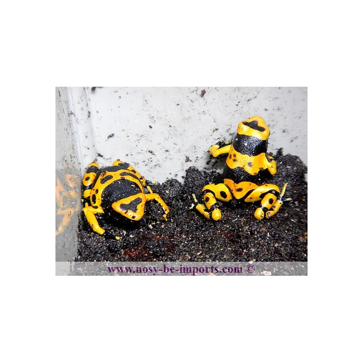 Dendrobates leucomelas