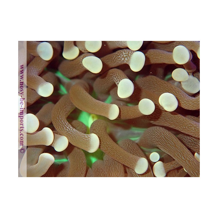 Euphyllia glabrescens "Joker" WYSIWYG 06062020-1