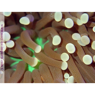 Euphyllia glabrescens "Joker" WYSIWYG 06062020-1