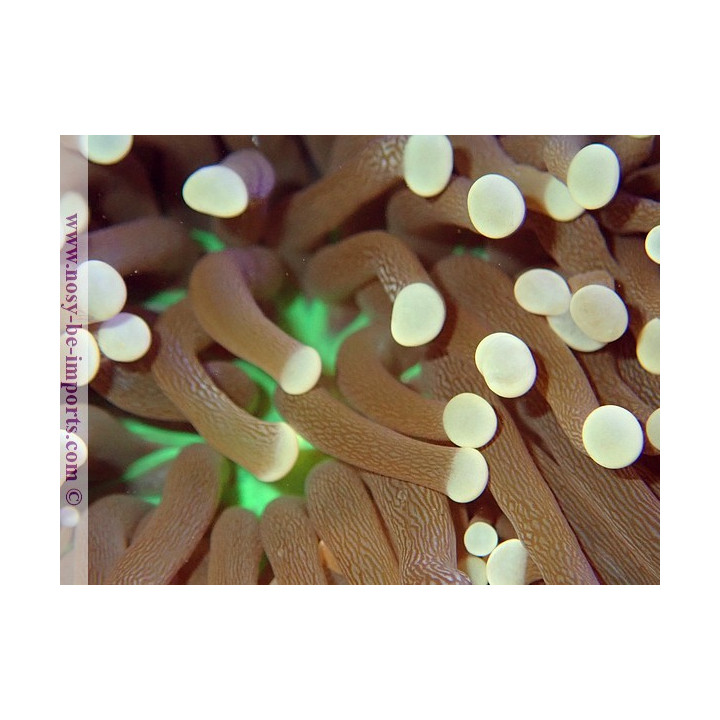 Euphyllia glabrescens "Joker" WYSIWYG 06062020-1