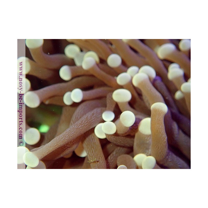 Euphyllia glabrescens "Joker" WYSIWYG 06062020-1