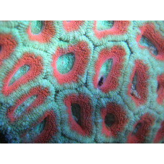 Micromussa sp.