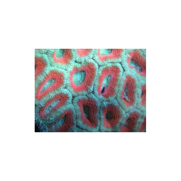 Micromussa sp.
