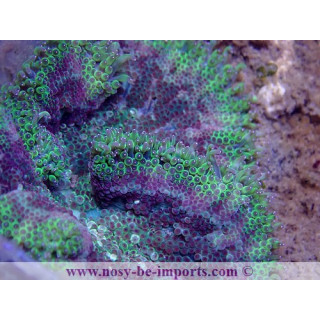 Stichodactyla tapetum WYSIWYG 06062020-3