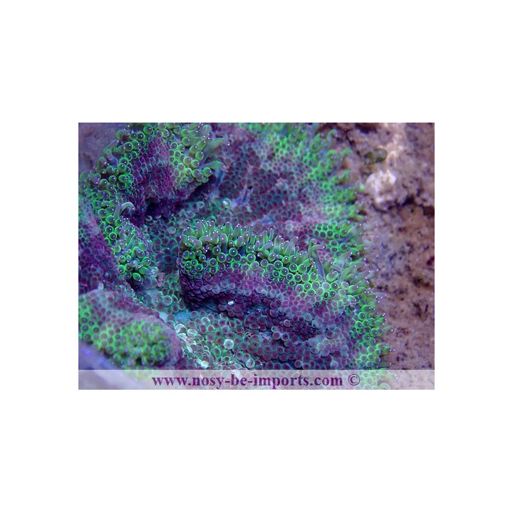 Stichodactyla tapetum WYSIWYG 06062020-3