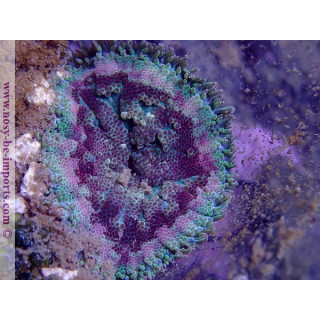 Stichodactyla tapetum WYSIWYG 06062020-4