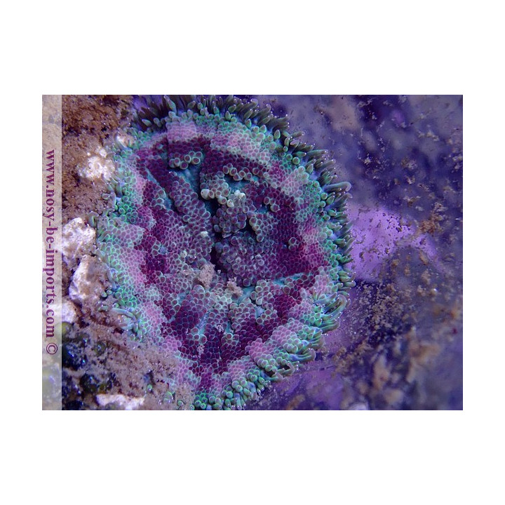 Stichodactyla tapetum WYSIWYG 06062020-4