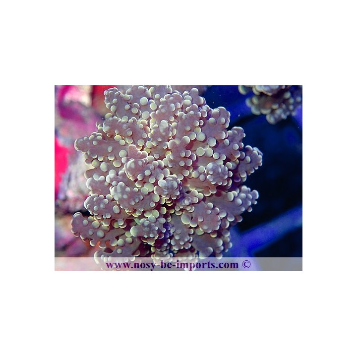 Euphyllia parayaeyamaensis orange