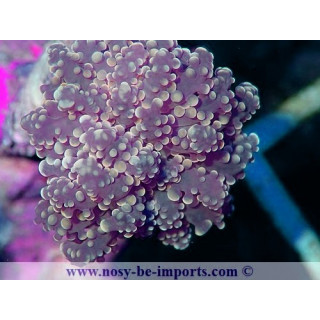 Euphyllia parayaeyamaensis orange