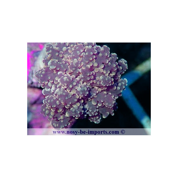 Euphyllia parayaeyamaensis orange