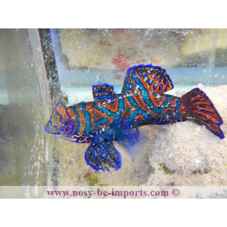 Synchiropus splendidus ELEVAGE