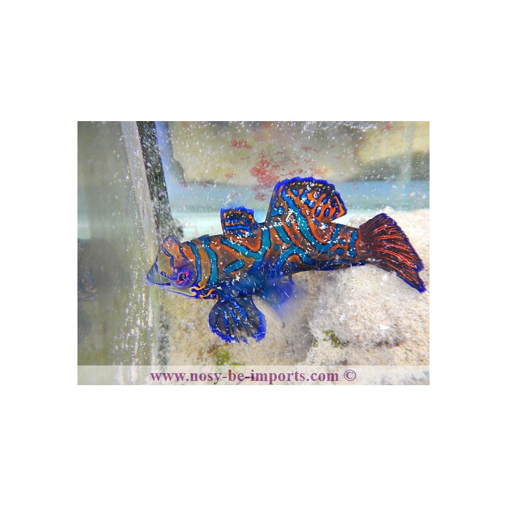 Synchiropus splendidus ELEVAGE