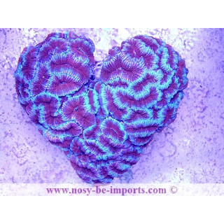 Acanthastrea lordhowensis "Coeur" WYSIWYG 12062020-1