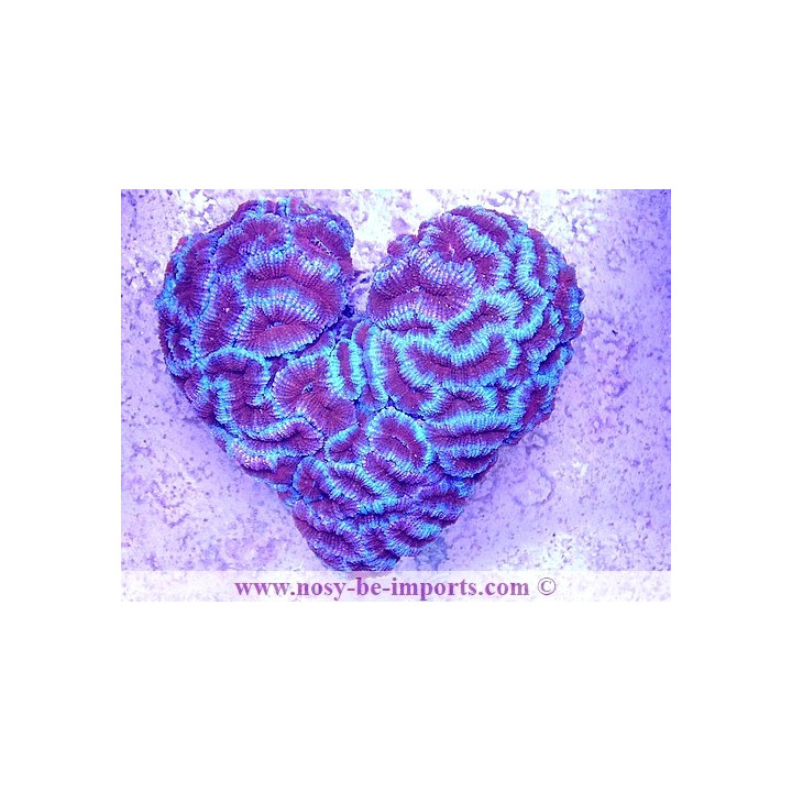 Acanthastrea lordhowensis "Coeur" WYSIWYG 12062020-1