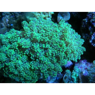 Euphyllia parayaeyamaensis