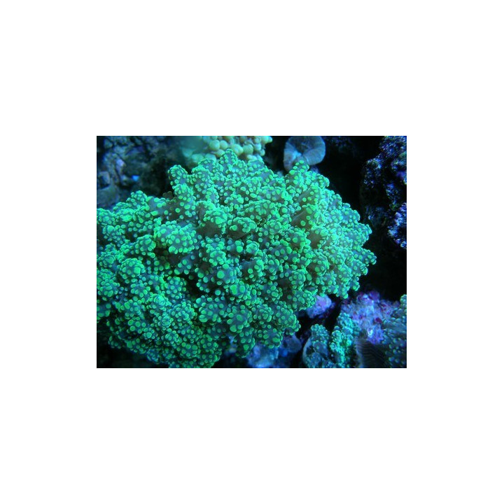 Euphyllia parayaeyamaensis