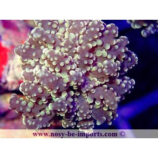 Euphyllia parayaeyamaensis orange WYSIWYG 12062020-2