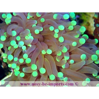 Euphyllia glabrescens WYSIWYG 12062020-6