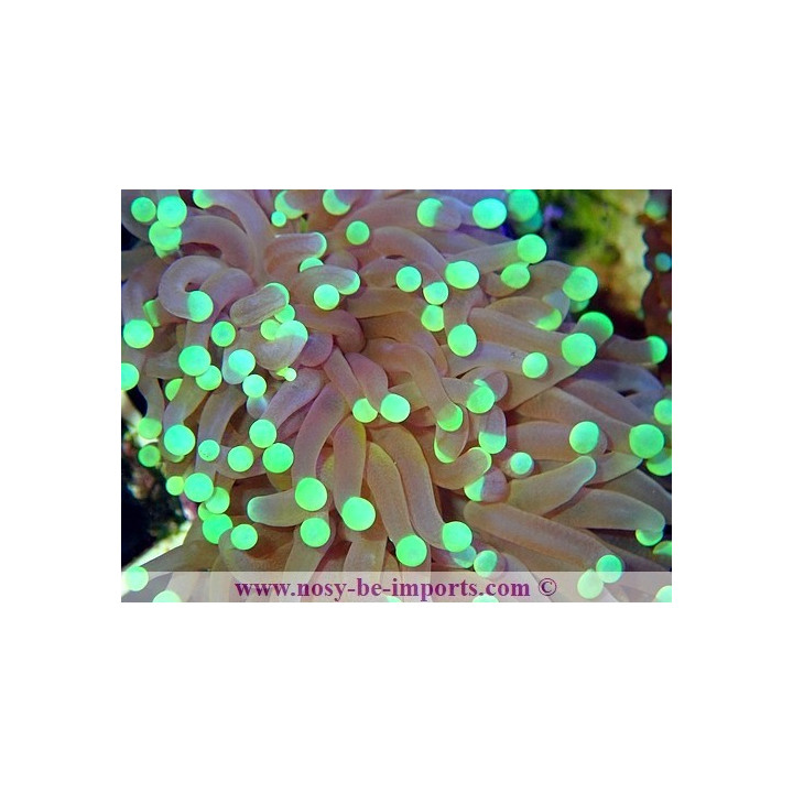 Euphyllia glabrescens WYSIWYG 12062020-6