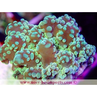 Euphyllia parayaeyamaensis WYSIWYG 12062020-7