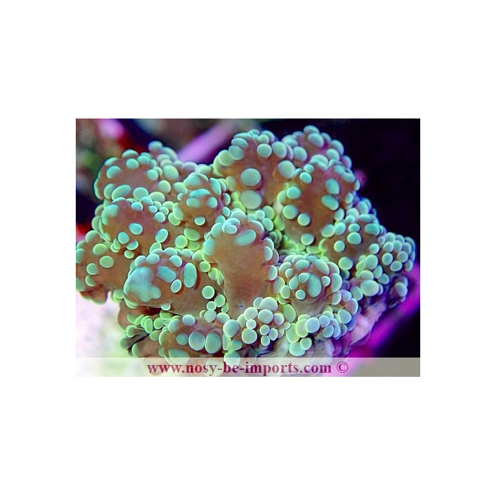 Euphyllia parayaeyamaensis WYSIWYG 12062020-7