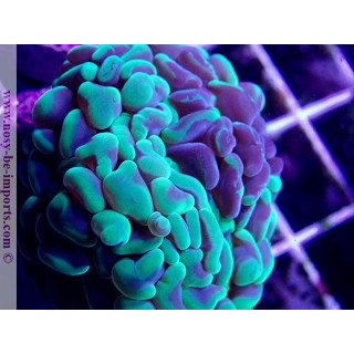 Euphyllia parancora WYSIWYG 12022020-8