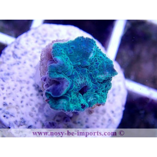 Discosoma sp. WYSIWYG 12062020-9