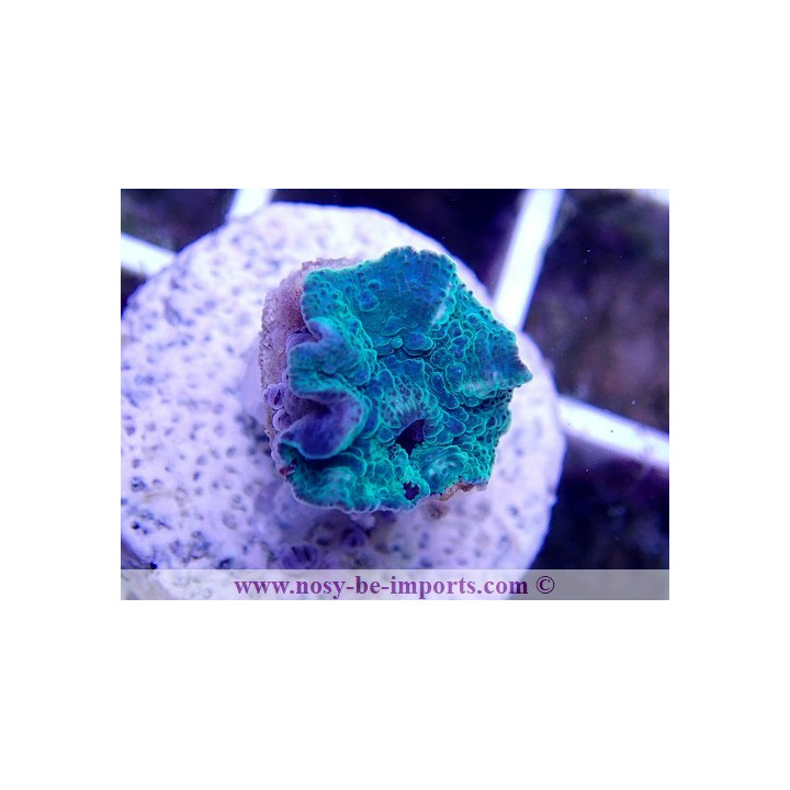 Discosoma sp. WYSIWYG 12062020-9