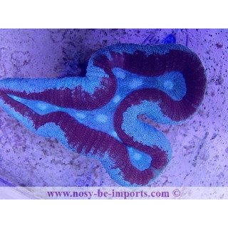 Lobophyllia sp. WYSIWYG 12062020-10