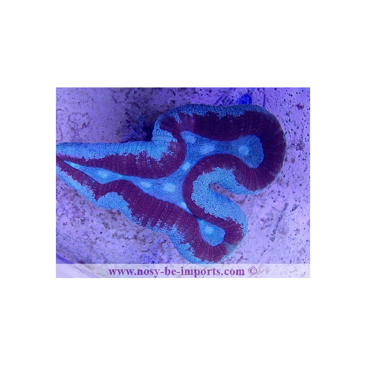 Lobophyllia sp. WYSIWYG 12062020-10