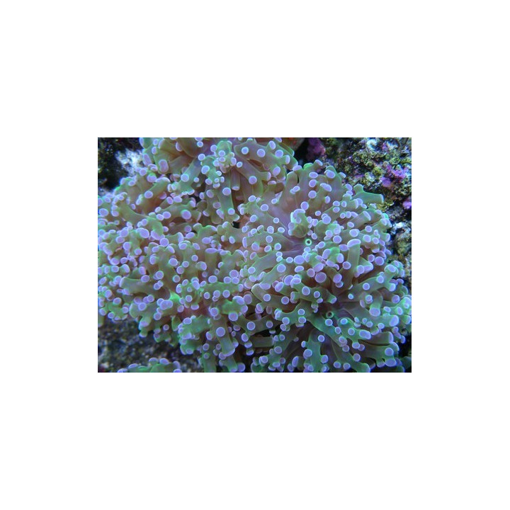 Euphyllia paradivisa - Nosy Be Imports - Coraux VPC - Aquarium sur mesure
