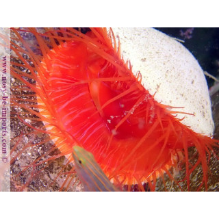 Ctenoides ales