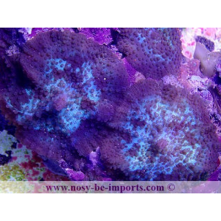 Discosoma sp. WYSIWYG 13062020-2