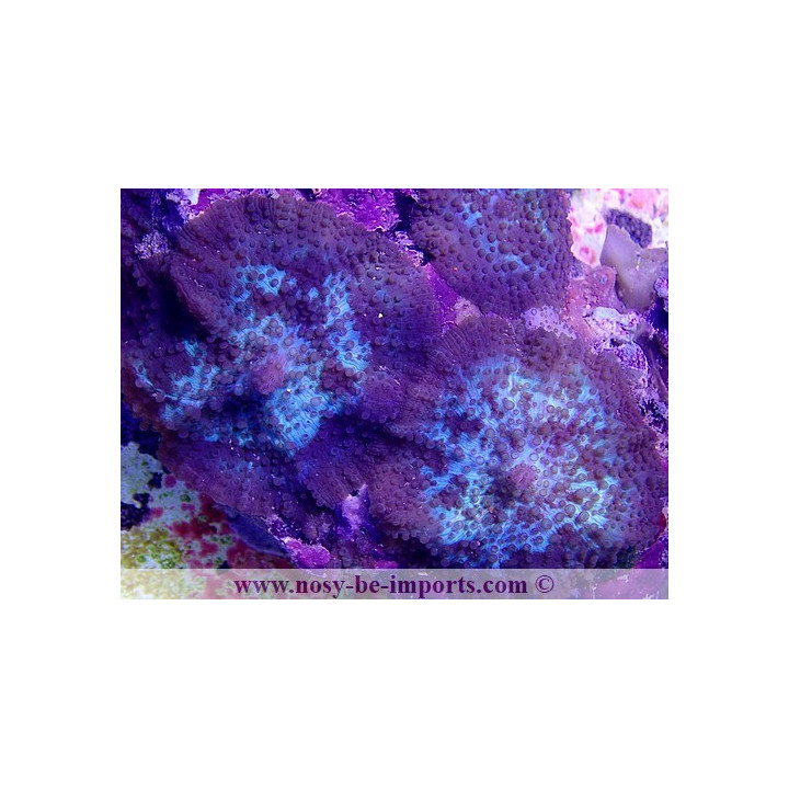 Discosoma sp. WYSIWYG 13062020-2