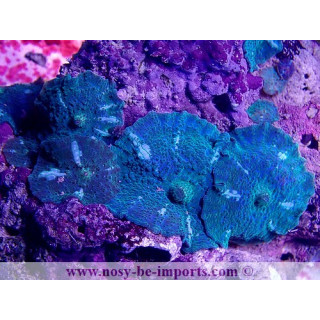 Discosoma sp. WYSIWYG 14062020-2
