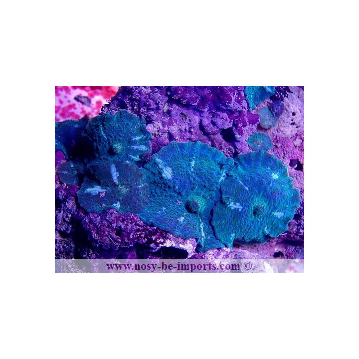 Discosoma sp. WYSIWYG 14062020-2