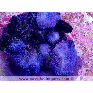 Discosoma sp. WYSIWYG 14062020-3