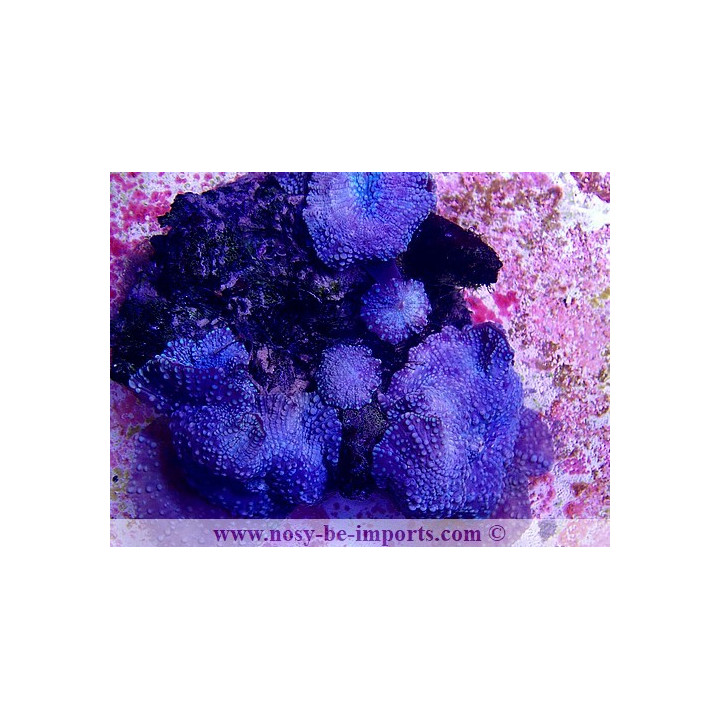 Discosoma sp. WYSIWYG 14062020-3