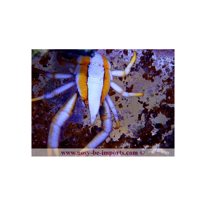 Allogalathea sp. royal