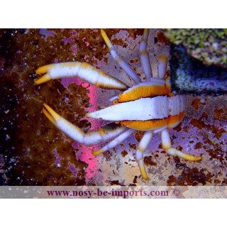 Allogalathea sp. royal